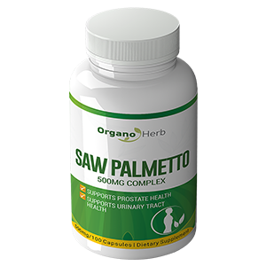 saw-palmetto